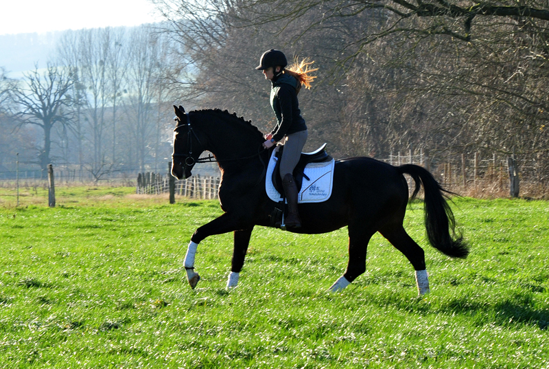 Prämienhengst Shavalou von Freudenfest - Foto: Beate Langels - 
Trakehner Gestüt Hämelschenburg