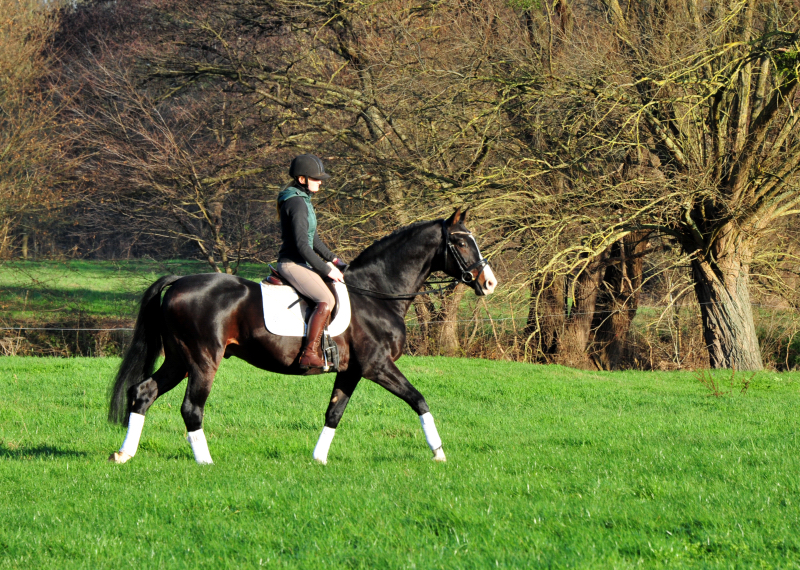 Prämienhengst Shavalou von Freudenfest - Foto: Beate Langels - 
Trakehner Gestüt Hämelschenburg