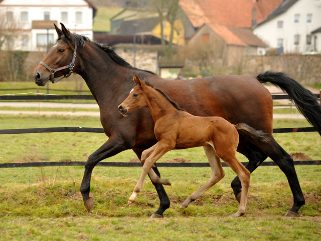 Hengstfohlen von High Motion u.d. Schwalbenlicht v. Imperio - Trakehner Gestt Hmelschenburg - Beate Langels