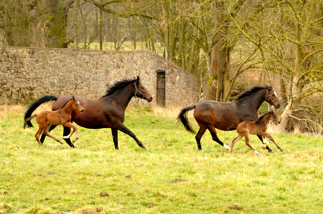 Trakehner Gestt Hmelschenburg - Beate Langels