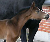 Stutfohlen von Freudenfest u.d. Pr.St. Grace Note v. Alter Fritz - Kostolany - Foto: Sebastian Krause