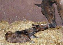 Stutfohlen von Freudenfest u.d. Kara Mia  v. Summertime - Foto: Rupp