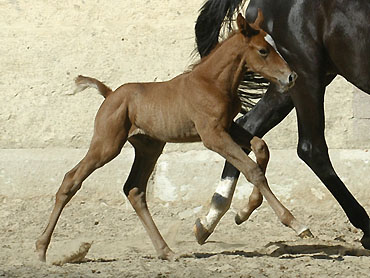 Hengstfohlen von Leonidas - Encrico Caruso (1,5 Tage alt) - Trakehner Gestt Hmelschenburg Beate Langels