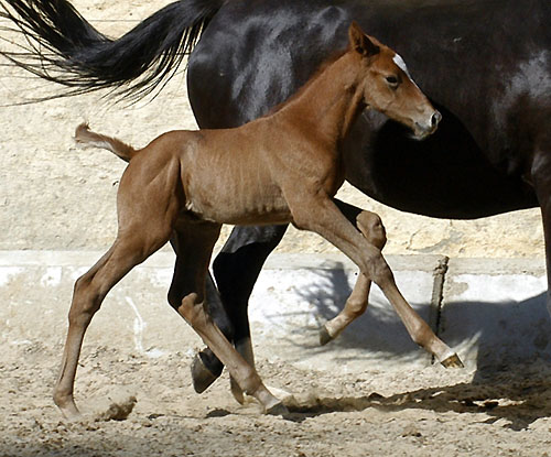 Hengstfohlen von Leonidas - Encrico Caruso (1,5 Tage alt) - Trakehner Gestt Hmelschenburg Beate Langels