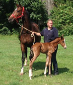 Stutfohlen von Freudenfest u.d. Elitestute Vicenza v. Showmaster - Trakehner Gestt Hmelschenburg - Foto: Otto Langels