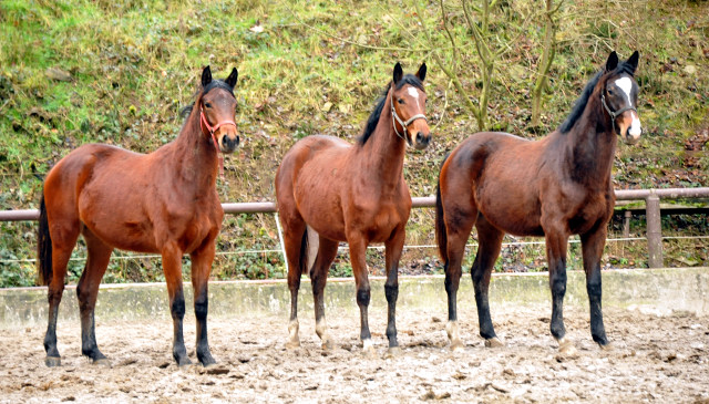 Stuten und Fohlen am 2. Januar 2015 auf der Feldweide in Hmelschenburg, Foto: Beate Langels, 
Trakehner Gestt Hmelschenburg - Beate Langels