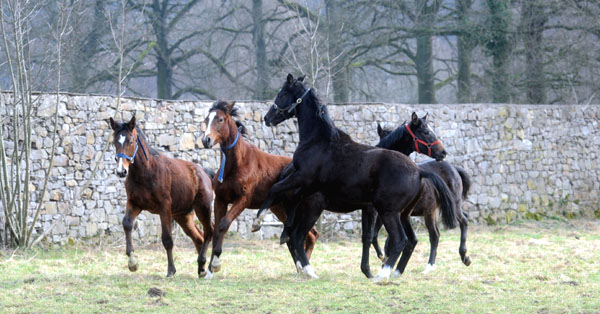 Trakehner Gestt Hmelschenburg - Foto: Beate Langels