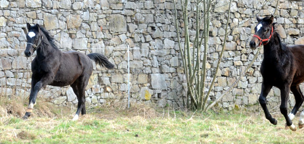 Trakehner Gestt Hmelschenburg - Foto: Beate Langels