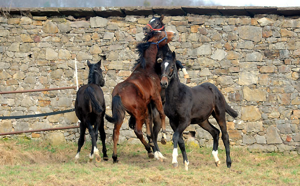 Trakehner Gestt Hmelschenburg - Foto: Beate Langels