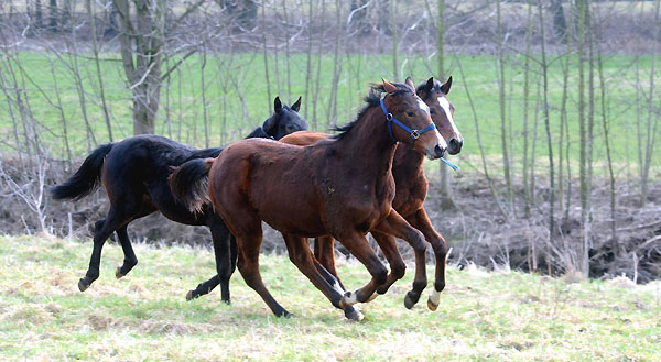 Trakehner Gestt Hmelschenburg - Foto: Beate Langels