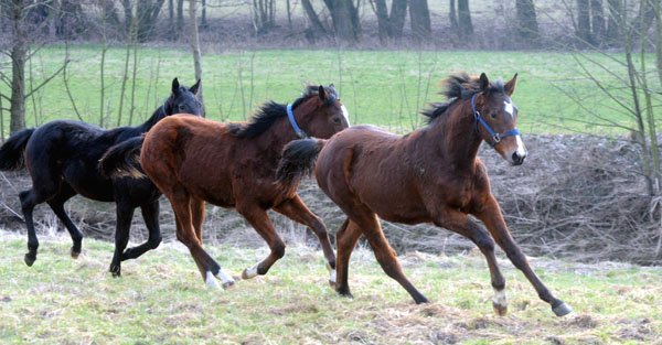 Trakehner Gestt Hmelschenburg - Foto: Beate Langels