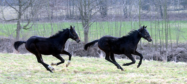 Trakehner Gestt Hmelschenburg - Foto: Beate Langels