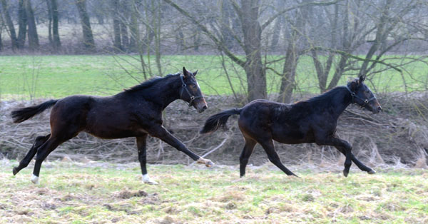 Trakehner Gestt Hmelschenburg - Foto: Beate Langels