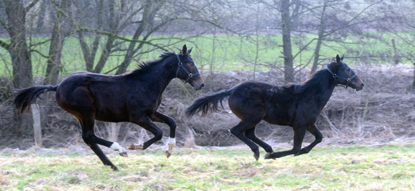 Trakehner Gestt Hmelschenburg - Foto: Beate Langels