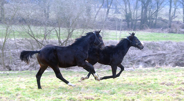 Trakehner Gestt Hmelschenburg - Foto: Beate Langels