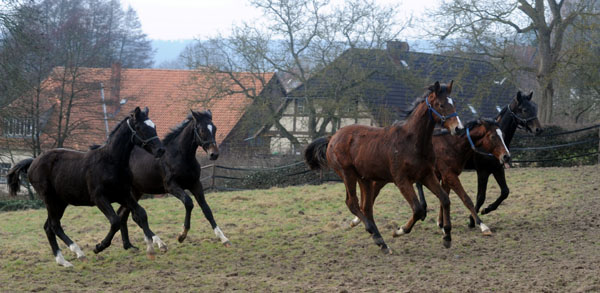Trakehner Gestt Hmelschenburg - Foto: Beate Langels