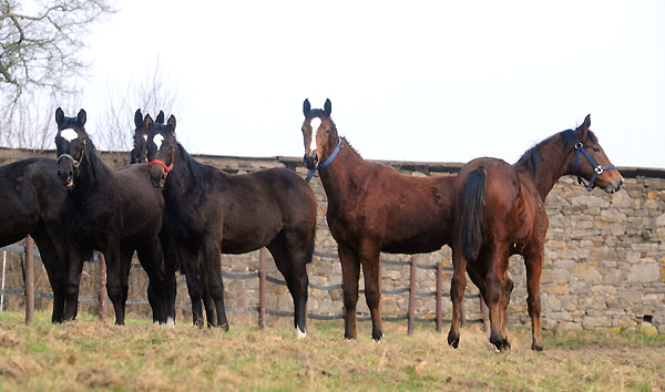 Trakehner Gestt Hmelschenburg - Foto: Beate Langels