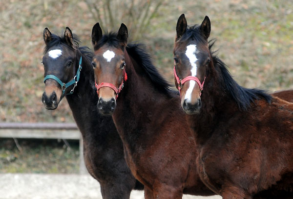 Trakehner Gestt Hmelschenburg - Foto: Beate Langels
