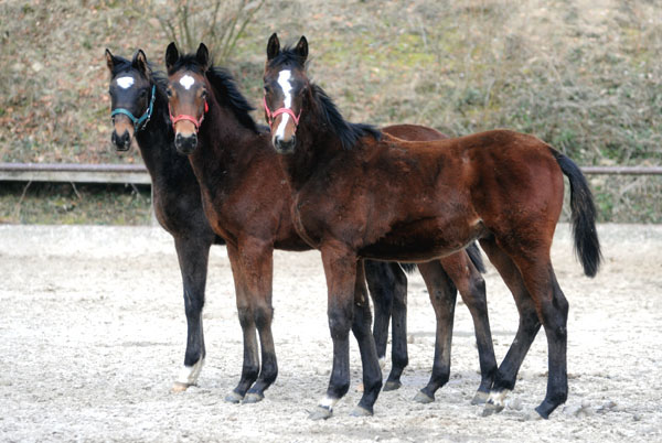 Trakehner Gestt Hmelschenburg - Foto: Beate Langels