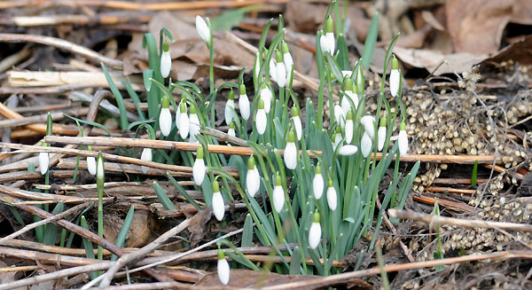 Trakehner Gestt Hmelschenburg - Foto: Beate Langels