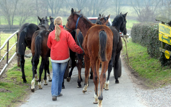 Trakehner Gestt Hmelschenburg - Foto: Beate Langels