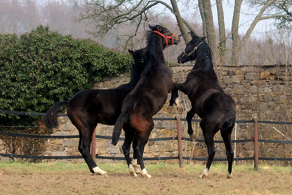 Trakehner Gestt Hmelschenburg - Foto: Beate Langels
