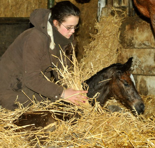 At the age 10 minutes: Trakehner Filly by Saint Cyr out of Pr. u. StPrSt. Karena by Freudenfest - Trakehner Gest t H melschenburg, Beate Langels