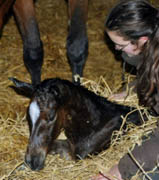 Trakehner Stutfohlen von Saint Cyr u.d. Prmien- u. Staatsprmienstute Karena v. Freudenfest - Foto: Beate Langels