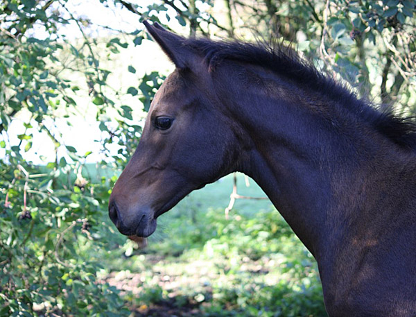 Hengstfohlen von Saint Cyr x Hertug