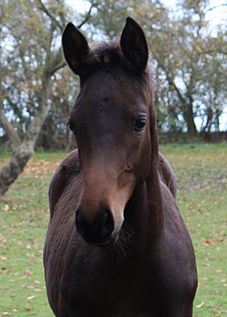 Hengstfohlen von Saint Cyr x Hertug