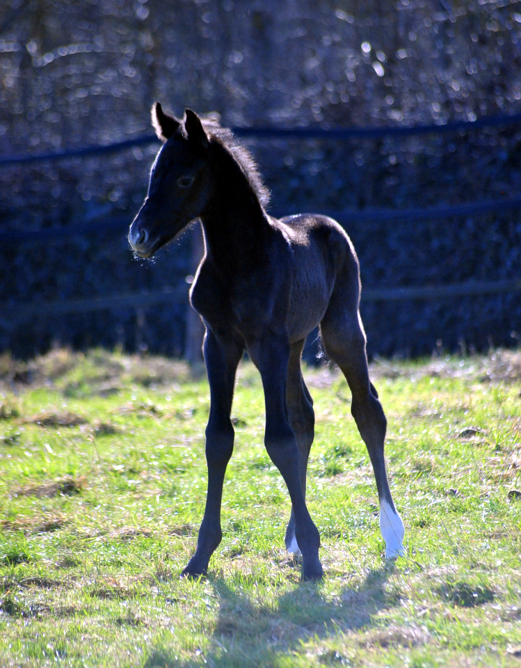 Tea in the Morning von Hopkins u.d. Pr.St. Tea at Five 20.02.2026 Gest�t H�melschenburg - 
Foto: Beate Langels