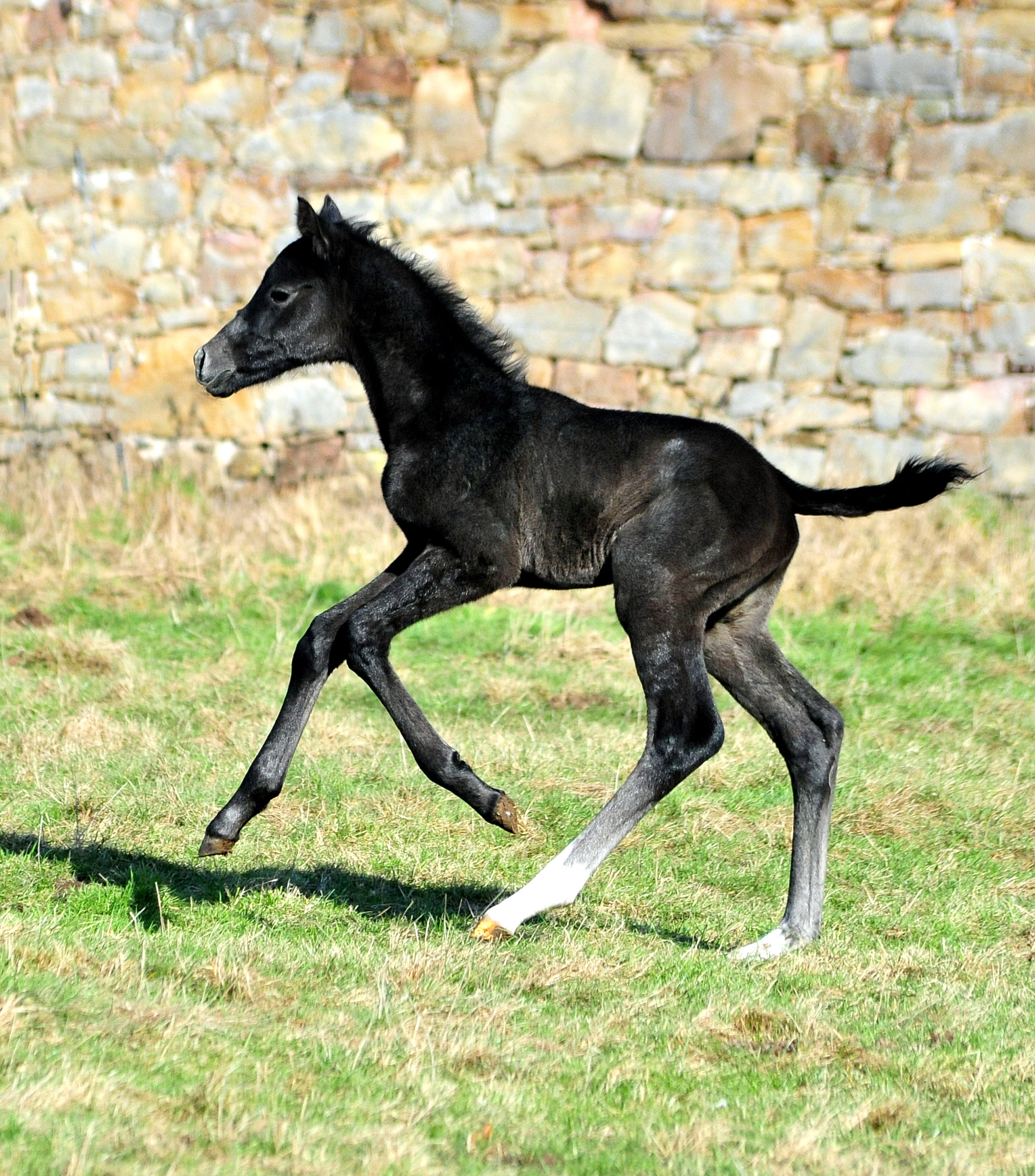 Tea in the Morning von Hopkins u.d. Pr.St. Tea at Five am 20.02.2026 Gest�t H�melschenburg - 
Foto: Beate Langels