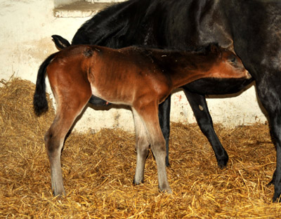 Trakehner Stutfohlen von Exclusiv u.d. Vicenza v. Showmaster - Foto: Beate Langels, Trakehner Gestt Hmelschenburg