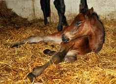 Stutfohlen von Exclusiv u.d. Elitestute Vicenza v. Showmaster - Trakehner Gestt Hmelschenburg