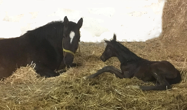 Stutfohlen von Sir Donnerhall x Totilas - Trakehner Gestt Hmelschenburg - Foto: Beate Langels