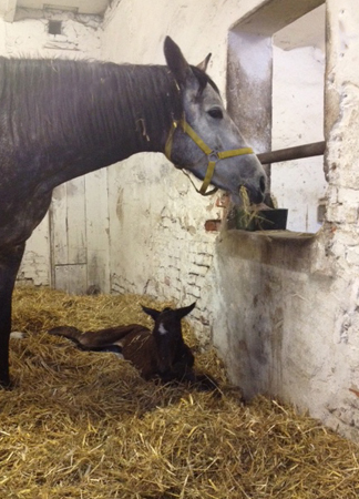 Trakehner Stutfohlen von Oliver Twist u.d. Teatime v. Summertime - Foto: Bernhard Langels - Trakehner Gestt Hmelschenburg
