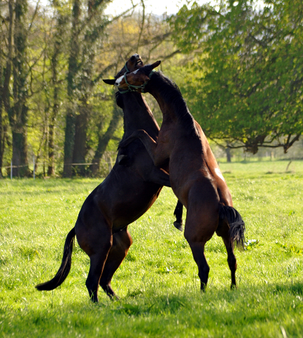 20. April 2016  - Foto: Beate Langels -
Trakehner Gestt Hmelschenburg