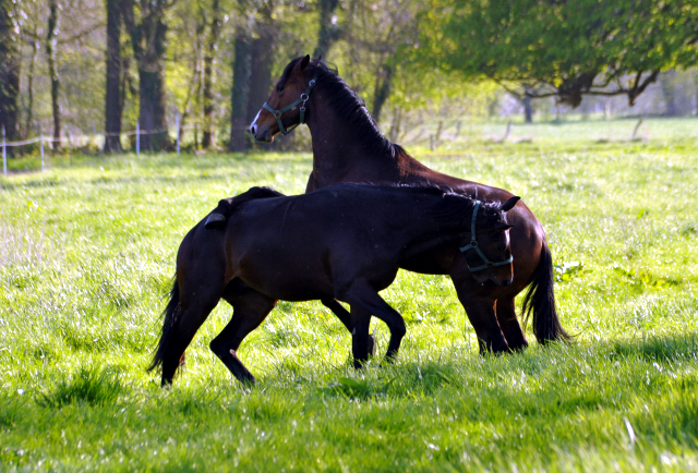 20. April 2016  - Foto: Beate Langels -
Trakehner Gestt Hmelschenburg