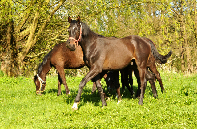 20. April 2016  - Foto: Beate Langels -
Trakehner Gestt Hmelschenburg