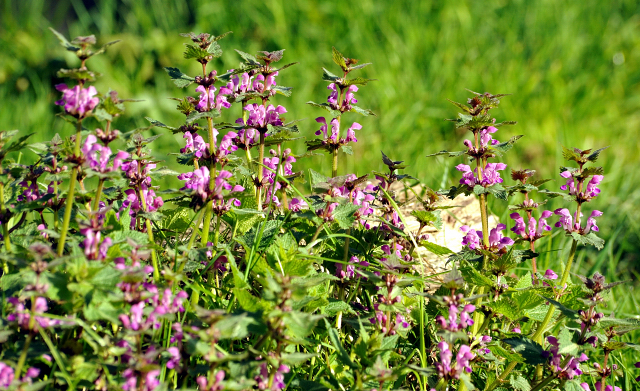 20. April 2016  - Foto: Beate Langels -
Trakehner Gestt Hmelschenburg