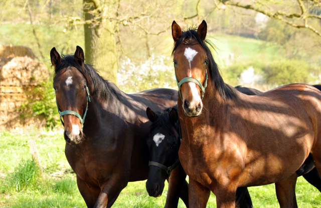 20. April 2016  - Foto: Beate Langels -
Trakehner Gestt Hmelschenburg