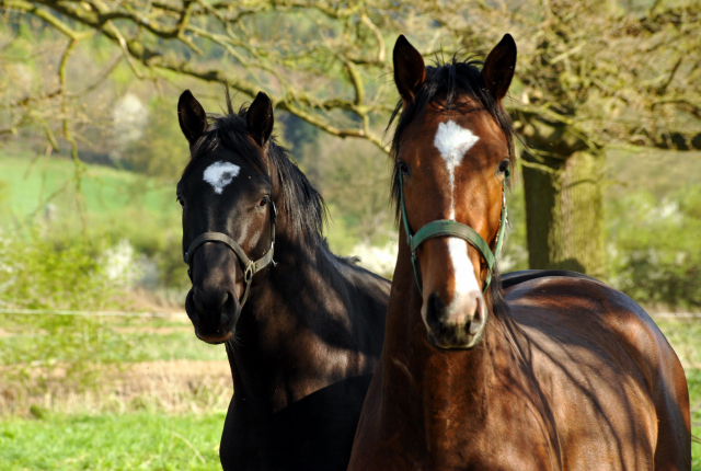 20. April 2016  - Foto: Beate Langels -
Trakehner Gestt Hmelschenburg