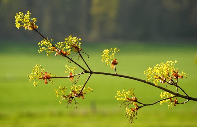20. April 2016  - Foto: Beate Langels -
Trakehner Gestt Hmelschenburg