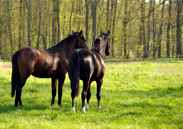 20. April 2016  - Foto: Beate Langels -
Trakehner Gestt Hmelschenburg