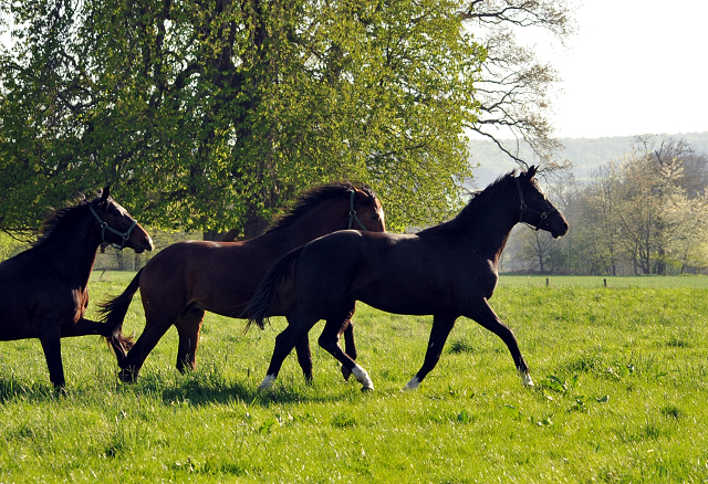 20. April 2016  - Foto: Beate Langels -
Trakehner Gestt Hmelschenburg