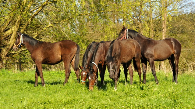 20. April 2016  - Foto: Beate Langels -
Trakehner Gestt Hmelschenburg