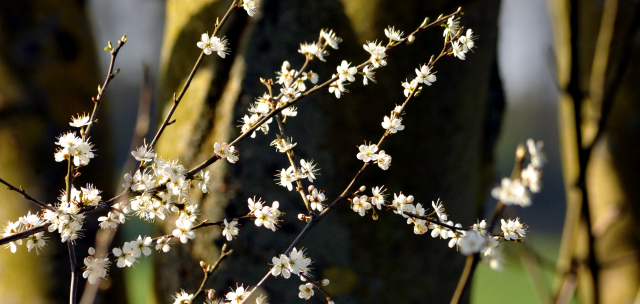 20. April 2016  - Foto: Beate Langels -
Trakehner Gestt Hmelschenburg