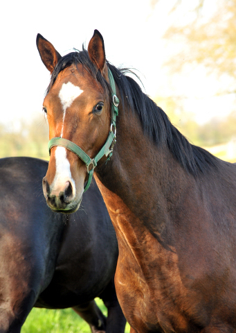 Zweijhriger Hengst von Saint Cyr x Karena - 20. April 2016  - Foto: Beate Langels -
Trakehner Gestt Hmelschenburg