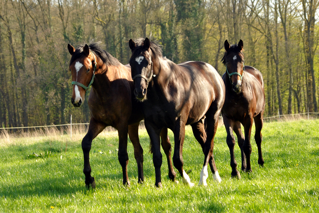 20. April 2016  - Foto: Beate Langels -
Trakehner Gestt Hmelschenburg