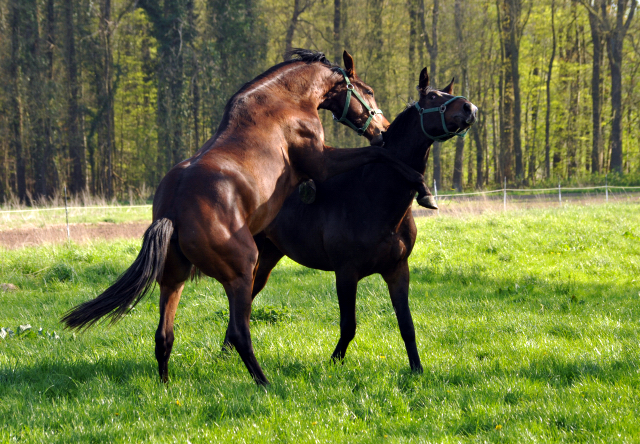 20. April 2016  - Foto: Beate Langels -
Trakehner Gestt Hmelschenburg